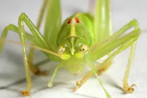 Helder: Southern Oak Bush-cricket