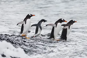 Ellen Goff: Southern Ocean, Antarctica. One Adelie penguin joins a group