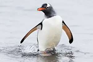 Splash: Southern Ocean, Antarctica, Aitcho Island. Gentoo penguin