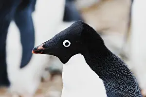 Ring: Southern Ocean, Antarctica. Headshot of an Adelie penguin