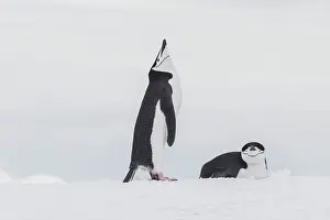 Ellen Goff: Southern Ocean, Antarctica, Northwest Peninsula. Chinstrap