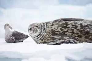 Mottled: Southern Ocean, Antarctica. Portrait of a Weddell seal next