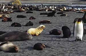 Blonde: Southern Ocean, South Georgia Island. A beach