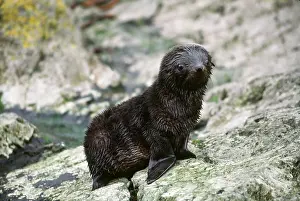 Sleicher: Southern Ocean, South Georgia Island. A southern