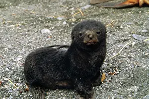 Sleicher: Southern Ocean, South Georgia Island. A southern