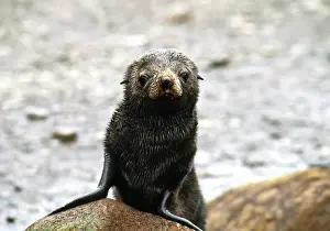 Sleicher: Southern Ocean, South Georgia Island. A southern