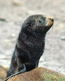 Sleicher: Southern Ocean, South Georgia Island. A southern