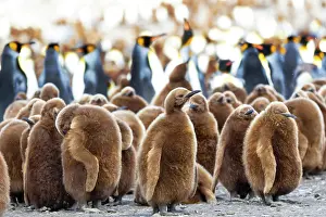 Goff: Southern Ocean, South Georgia. King penguin chicks