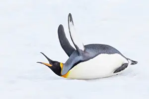 Flaps: Southern Ocean, South Georgia. A king penguin flaps