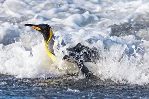 Foam: Southern Ocean, South Georgia. A king penguin surfs