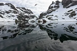 Larsen: Southern Ocean, South Georgia, Larsen Harbor. This