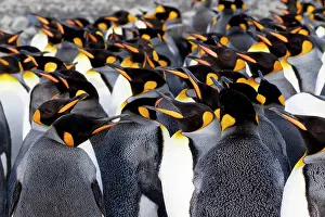 Crowded: Southern Ocean, South Georgia. Picture of a group