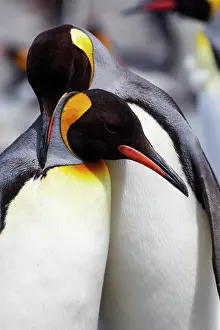 Georgia: Southern Ocean, South Georgia. Portrait of two adults
