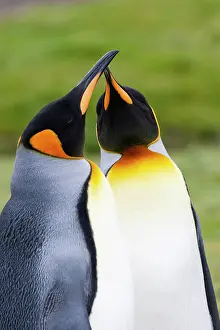 Georgia: Southern Ocean, South Georgia. Portrait of two courting