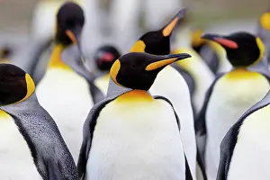 Goff: Southern Ocean, South Georgia. Portrait of a king