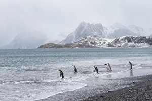 Salisbury: Southern Ocean, South Georgia, Salisbury Plain