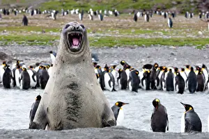Leonina: Southern Ocean, South Georgia, southern elephant