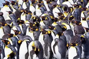 Crowded: Southern Ocean, South Georgia. View of a group of