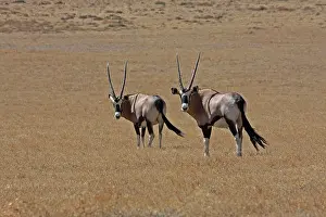 Oryx: Southern Oryx 0912