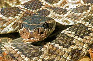 Deadly: Southern Pacific Rattlesnake