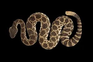 Diamond: Southern Pacific Rattlesnake