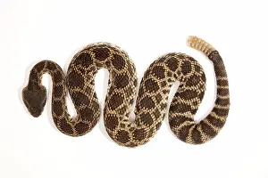 Diamond: Southern Pacific Rattlesnake