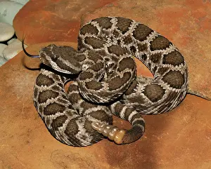 Rattle: Southern Pacific Rattlesnake