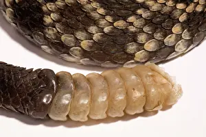 Diamond: Southern Pacific Rattlesnake Rattle