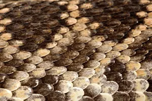 Diamond: Southern Pacific Rattlesnake Skin