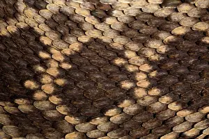 Diamond: Southern Pacific Rattlesnake Skin