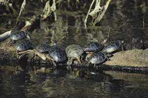 Sunning: Southern Painted Turtles