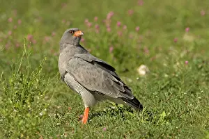 Chanting: Southern Pale Chanting Goshawk - Searching for