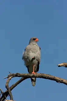 Surveying: Southern Pale Chanting Goshawk - Sitting on a perch