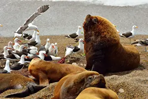 Kelp: Southern / Patagonian / South American Sea Lion