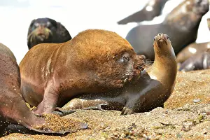 Domination: Southern / Patagonian / South American Sea Lion
