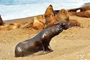 Stealing: Southern / Patagonian / South American Sea Lion