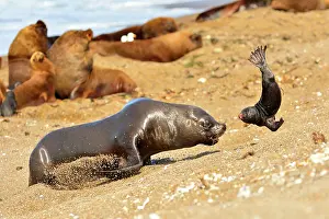 Stealing: Southern / Patagonian / South American Sea Lion
