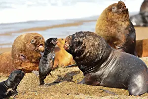 Hitting: Southern / Patagonian / South American Sea Lion