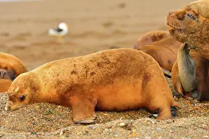 Birthing: Southern / Patagonian / South American Sea Lion