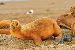 Birthing: Southern / Patagonian / South American Sea Lion