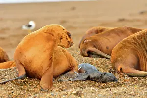 Birthing: Southern / Patagonian / South American Sea Lion