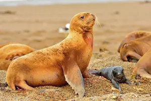 Birthing: Southern / Patagonian / South American Sea Lion