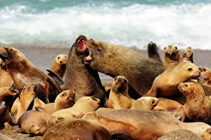 Sealion: Southern / Patagonian / South American Sea Lion