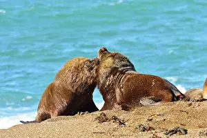 Sealion: Southern / Patagonian / South American Sea Lion