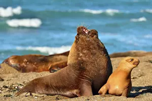 Sealion: Southern / Patagonian / South American Sea Lion
