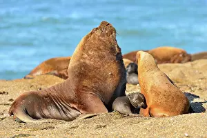 Sealion: Southern / Patagonian / South American Sea Lion