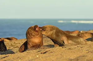 Sealion: Southern / Patagonian / South American Sea Lion