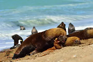 Sealion: Southern / Patagonian / South American Sea Lion