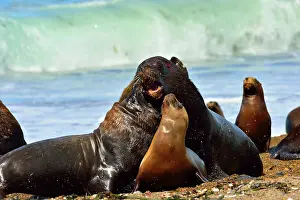 Sealion: Southern / Patagonian / South American Sea Lion