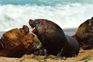 Sealion: Southern / Patagonian / South American Sea Lion